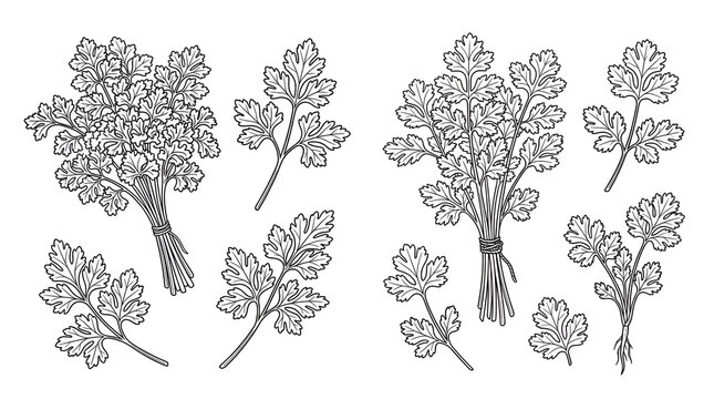 Hand Drawn Parsley and Cilantro Leaf Outlines Line Art Collection