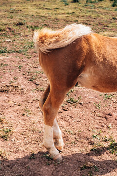 Horse hindquarters in Aguas Tuertas valley, Aragon, Spain