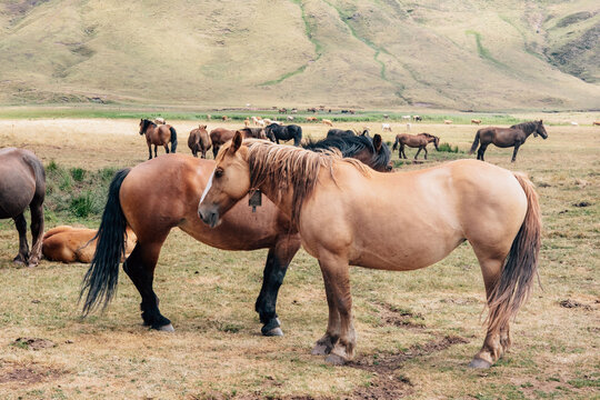 Horses graze in Aguas Tuertas valley, Pyrenees, Spain