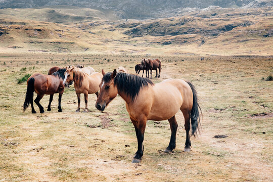 Horses graze in Aguas Tuertas valley, Pyrenees, Spain