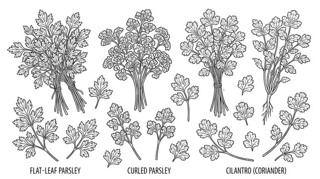 Minimalist Line Art Illustrations of Fresh Parsley and Cilantro Bunches on White Background