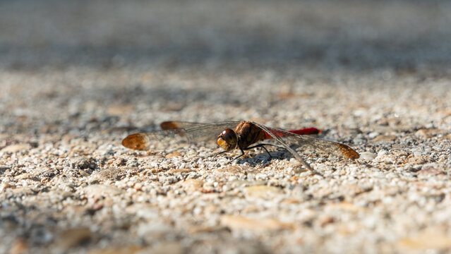 Red dragonfly perched on ground close up view macro with copy space for autumn seasonal background