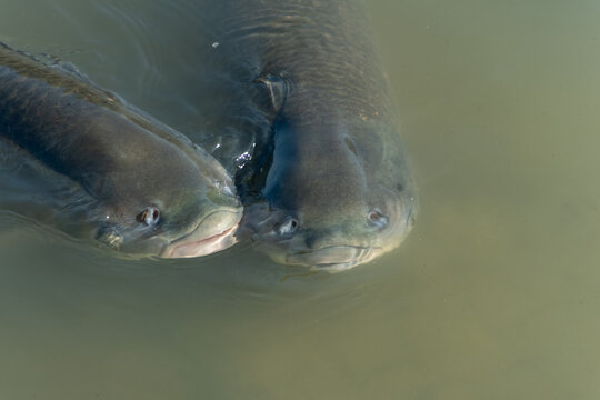 Close up of big freshwater fish swimming on water surface for natural background