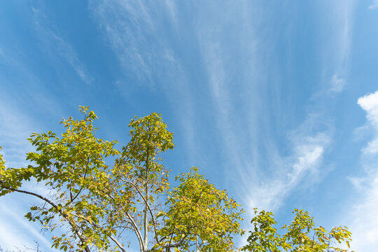 Clear blue sky with soft clouds and autumn tree branches with copy space for natural seasonal background