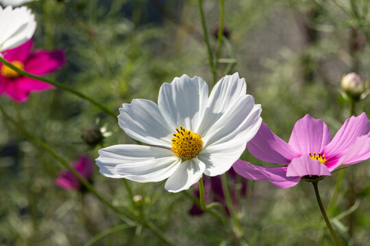 Close up white and pink cosmos flowers blooming in autumn garden on green background