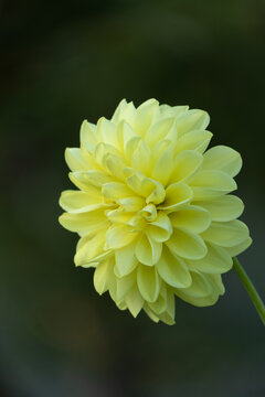 Yellow dahlia flower blooming in dark background close up view with copy space for autumn seasonal background