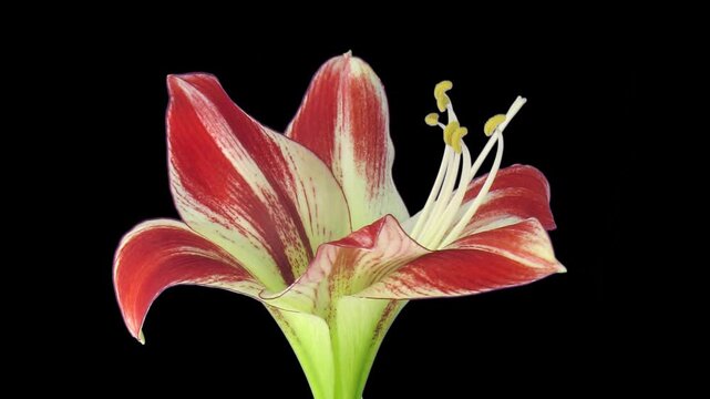 Time lapse of a red and white Amaryllis 'Ambiance' flower opening from a closed bud to a fully bloomed blossom with visible stamens, isolated on black with alpha transparency channel