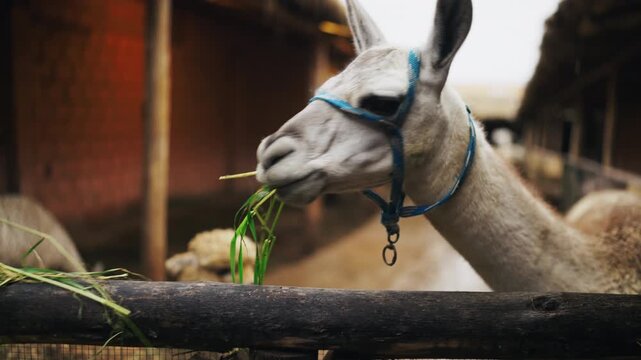Cinematic close-up of a llama in the high Andes of the Cusco Region, Peru