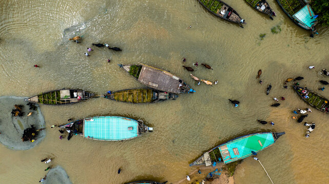 Aerial view of Baish Mowza Sarak Bazar showing traditional wooden boats navigating through flooded waters with cattle and people in Nabinagar, Chittagong Division, Bangladesh.