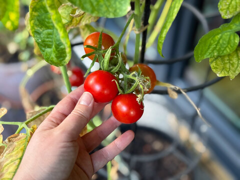 Harvest from a balcony garden ripe cherry tomatoes in female gardeners hand close up	