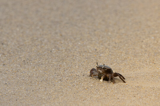 Close Up Of A Small Fiddler Crab Crawling On A Sandy Beach
