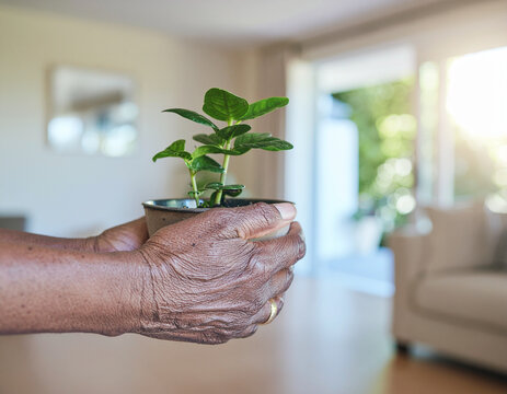 elderly person's hands gently holding a small potted green plant inside a sunlit home interior with soft blurred background