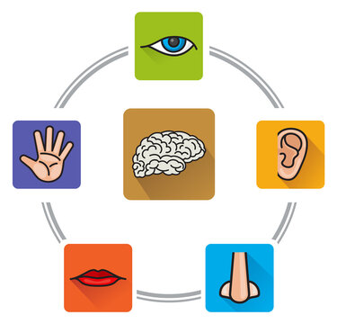 Five senses concept. Human perception color illustration