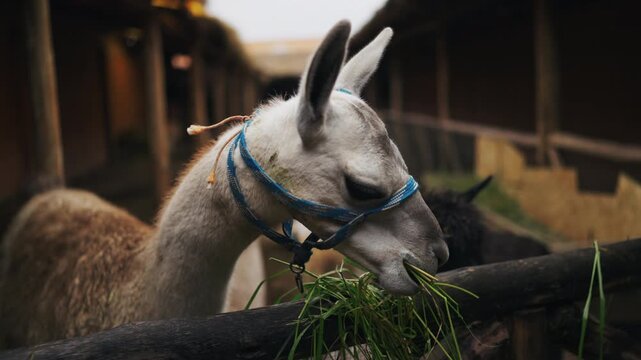Panoramic close-up of a llama in the high Andes of the Cusco Region, Peru