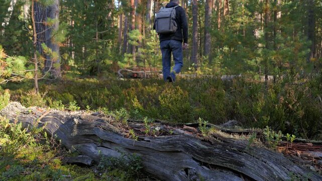 Traveling man with backpack hiking through a pine forest on an autumn day.