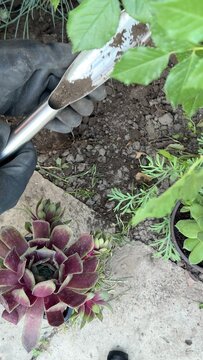 hands wearing black gloves hold a metal garden trowel filled with soil, standing above a purple succulent plant and grey stone surface in a garden