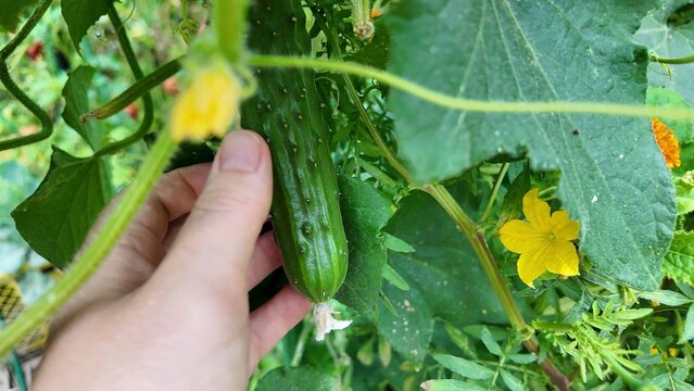 A hand gently holds a vibrant green zucchini squash against a background of lush foliage and yellow flowers, showing growth in a garden setting