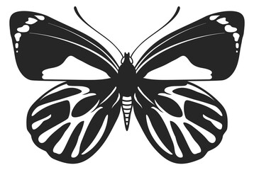 Obraz premium Night butterfly. Mystical summer insect. Wildlife icon