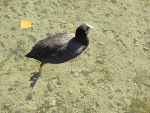 La Foulque macroule,Lac du Bourget 