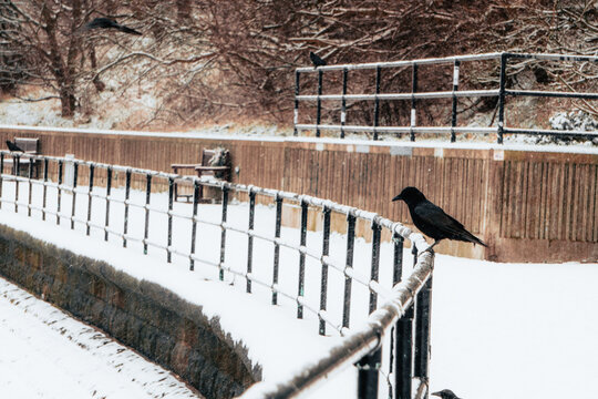 black and white snowy crow
