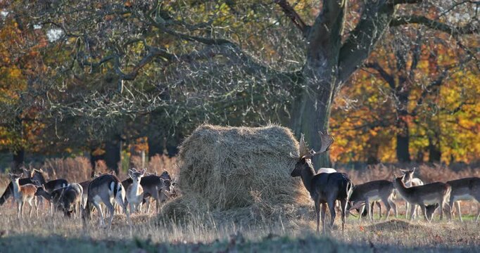 Fallow deer herd feeding around a large hay bale in sunlit autumn parkland, grazing among golden leaves and dry grass as they prepare for winter in tranquil countryside