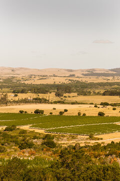 Winery Landscaoe
