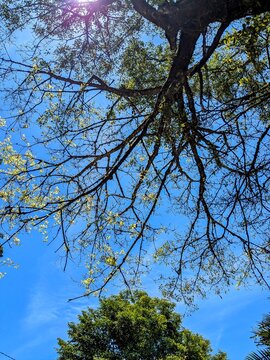 trees and sky