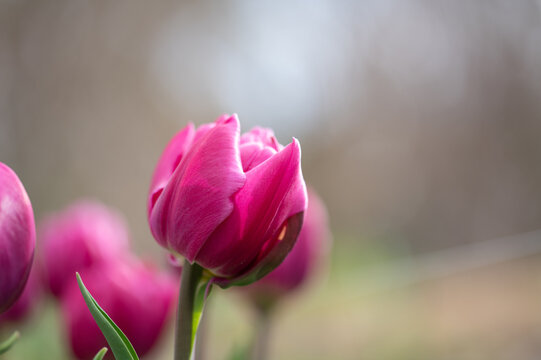 Close up vivid pink tulip flower blooming in soft spring garden with copy space