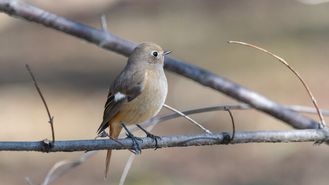 Female daurian redstart perched on thin tree branch in winter nature for birdwatching background