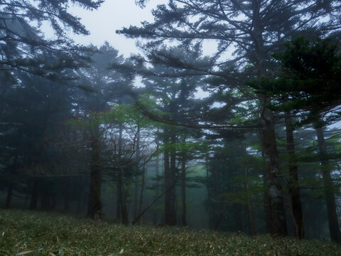 早朝の暗い森林。悪天候の翌日。嵐の後。高山の登山道からの景色。自然風景素材。
