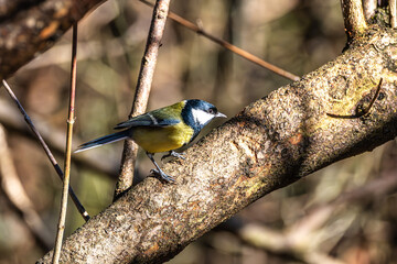 The Great Tit, Parus major from the tit family Paridae. It is easily recognisable by its black and yellow plumage © rudiernst