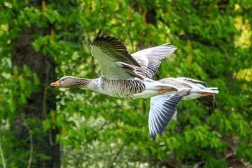 The flying greylag goose, Anser anser is a species of large goose © rudiernst