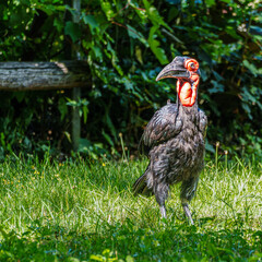 Southern Ground Hornbill, Bucorvus leadbeateri in its Natural Habitat © rudiernst