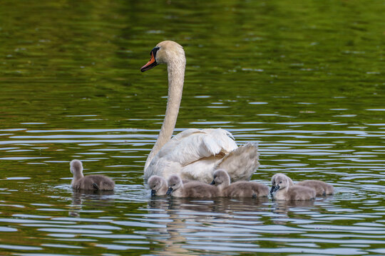 Mute swan family, Cygnus olor swimming on a lake. Mother with babies