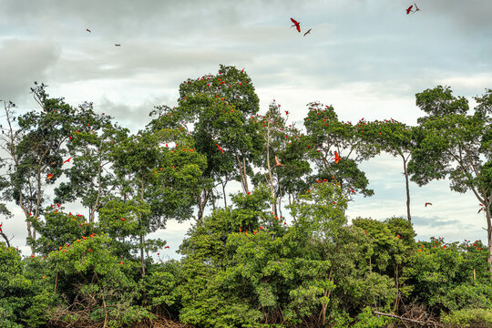 Scarlet ibis flying back home to their sleeping place, Revoada dos guaras on the Delta of the Parnaiba River in Brazil