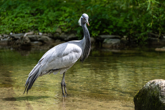 The Blue Crane, Grus paradisea, is an endangered bird