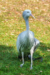 Obraz premium The Blue Crane, Grus paradisea, is an endangered bird