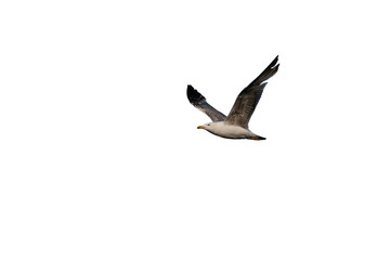 Obraz premium Top-down view of a seagull (Larus) in flight with its wings spread, isolated against a transparent background.