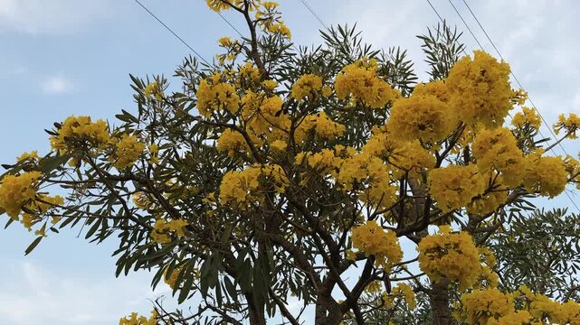 The beautiful yellow tabebuia flower blooms.