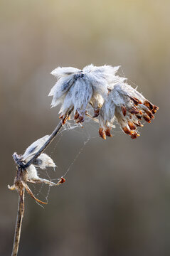 frost covered branches