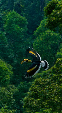 The great hornbill bird cruises through verdant jungle canopies, its vivid wings widely extended. This regal being, distinguished by its striking yellow bill, soars unhindered among tropical foliage, 