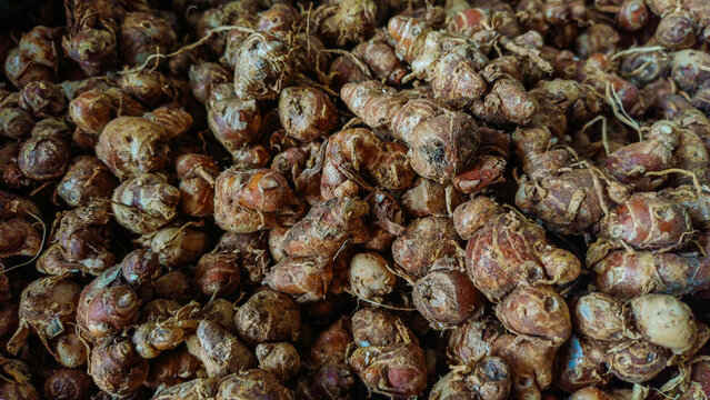 Fresh raw kencur sand ginger rhizomes pile texture background close up.