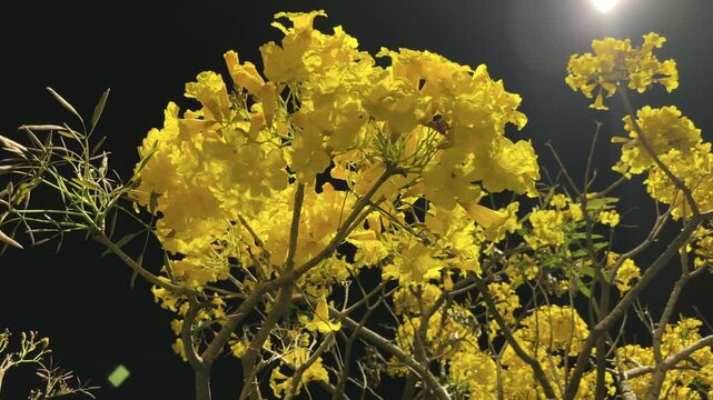 The yellow flowers "Tabebuia aurea" are blooming very densely and beautifully. Close-up video footage of a flower at night. Horizontal video.