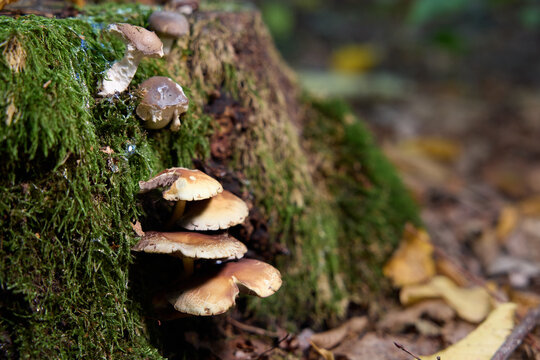 Brown Mushrooms Growing on a Tree Trunk in the Autumn Forest 