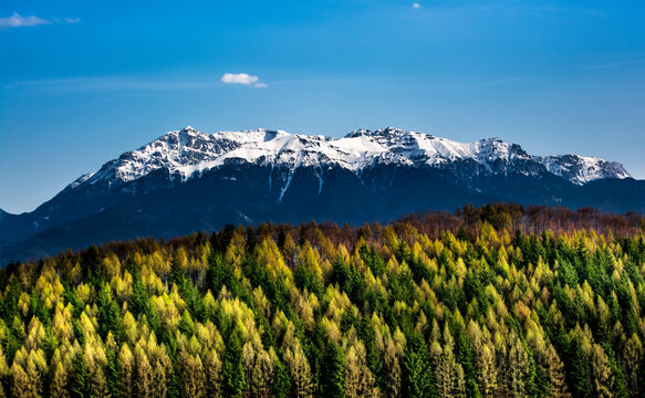 Aerial view of the snow-capped Bucegi Mountains rising above a dense, vibrant forest of green and golden trees under a clear blue sky in Bran, Brasov, Romania.