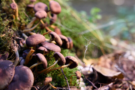 Brown Mushrooms Growing on a Tree Trunk in the Autumn Forest 