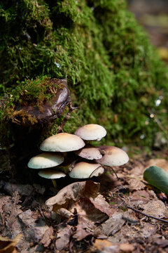 Brown Mushrooms Growing on a Tree Trunk in the Autumn Forest 