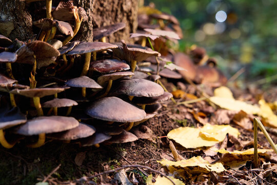 Brown Mushrooms Growing on a Tree Trunk in the Autumn Forest 