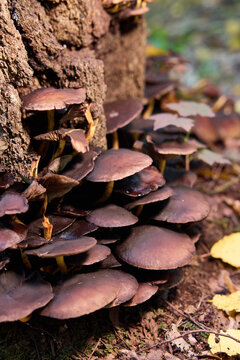 Brown Mushrooms Growing on a Tree Trunk in the Autumn Forest 