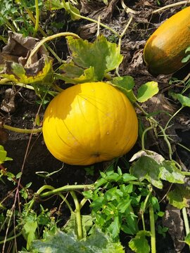 pumpkin in the garden,Ripe yellow pumpkins growing on the field among green leaves, autumn harvest concept in the farm garden.